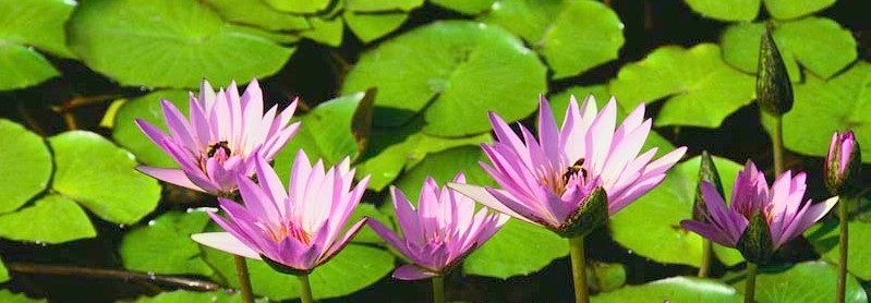 Water lilies.jpg